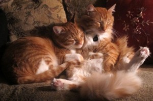 Griffen & Dewey-lazy 4-13-14