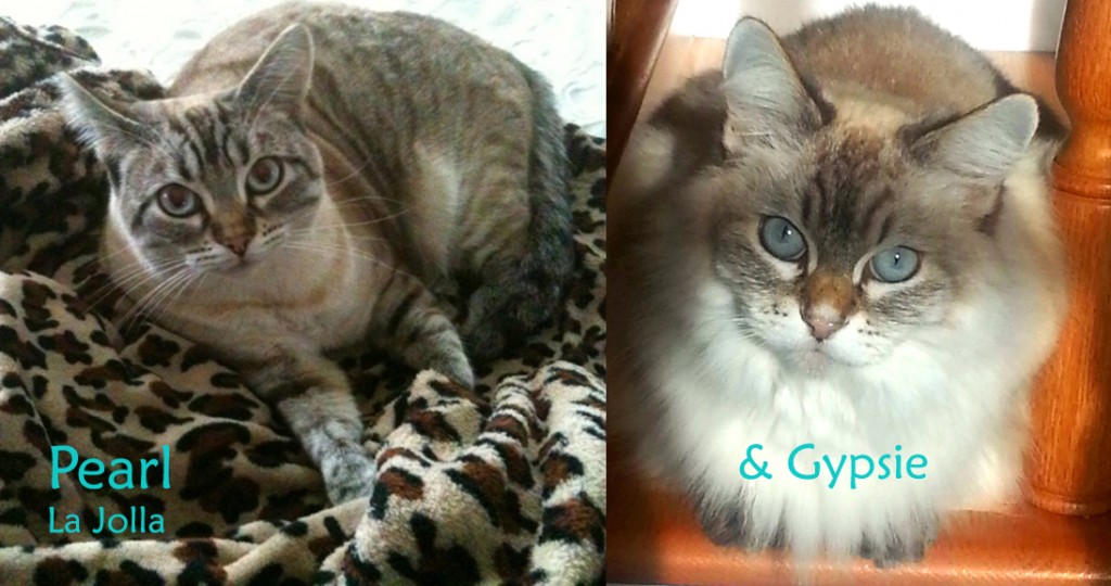 Gypsie and Pearl.psd