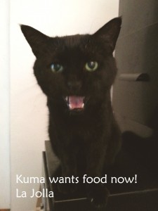 Kuma crying with words