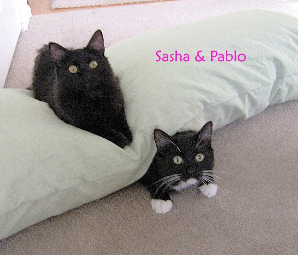 Lisa's cats with words